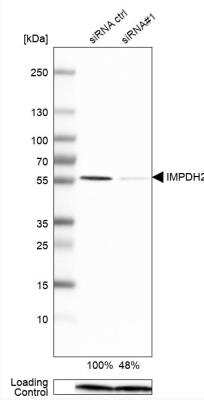 Western Blot: IMP Dehydrogenase 2/IMPDH2 Antibody [NBP1-86177]