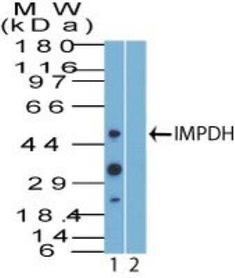 Western Blot: IMP Dehydrogenase 2/IMPDH2 Antibody [NBP2-27195]