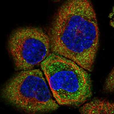 Immunocytochemistry/ Immunofluorescence: IMP2/IGF2BP2 Antibody [NBP2-33992]