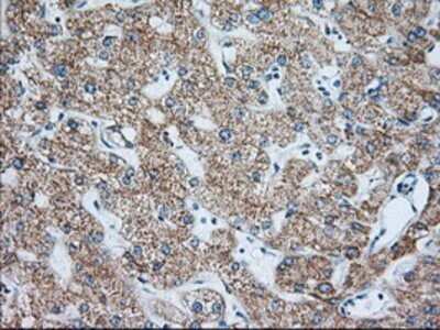 Immunohistochemistry: IMP2/IGF2BP2 Antibody (OTI3F9) - Azide and BSA Free [NBP2-71615]
