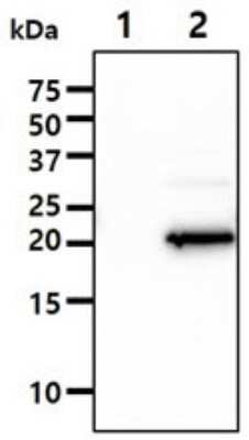 Western Blot: IMP3 Antibody (32E9)BSA Free [NBP2-59475]