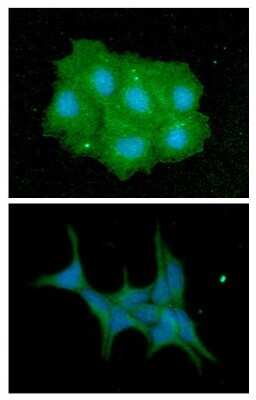 Immunocytochemistry/ Immunofluorescence: IMPA1 Antibody (2G5) - BSA Free [NBP2-59416]