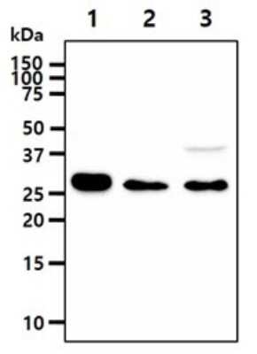 Western Blot: IMPA1 Antibody (2G5)BSA Free [NBP2-59416]