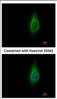 Immunocytochemistry/ Immunofluorescence: IMPA1 Antibody [NBP2-16964]