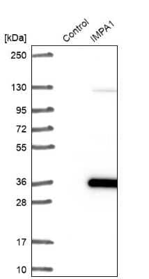 Western Blot: IMPA1 Antibody [NBP1-83107]