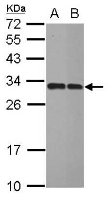 Western Blot: IMPA1 Antibody [NBP2-16963]