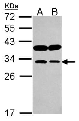 Western Blot: IMPA1 Antibody [NBP2-16964]