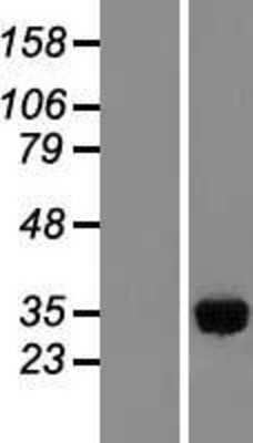 Western Blot: IMPA1 Overexpression Lysate [NBL1-11982]