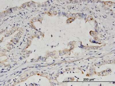 Immunohistochemistry-Paraffin: IMPA2 Antibody [H00003613-B01P]