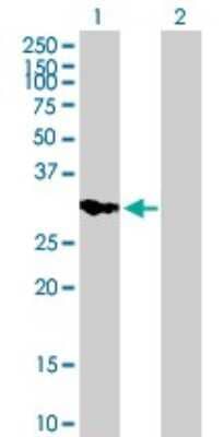 Western Blot: IMPA2 Antibody [H00003613-B01P]