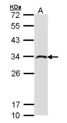 Western Blot: IMPA2 Antibody [NBP1-33191]