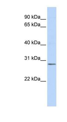 Western Blot: IMPA2 Antibody [NBP1-54964]