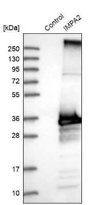 Western Blot: IMPA2 Antibody [NBP1-86352]