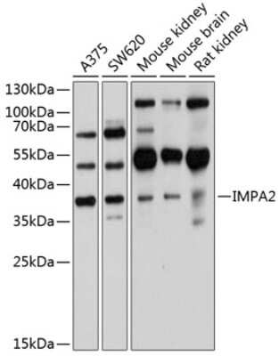 Western Blot: IMPA2 AntibodyBSA Free [NBP3-04631]