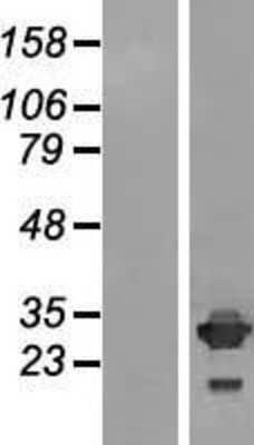 Western Blot: IMPA2 Overexpression Lysate [NBL1-11983]