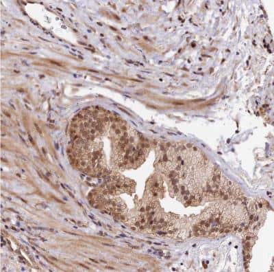 Immunohistochemistry-Paraffin: IMPACT Antibody [NBP1-86221]