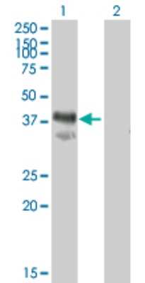 Western Blot: IMPACT Antibody [H00055364-B01P]