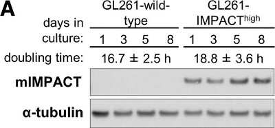 Western Blot: IMPACT Antibody [NBP1-86221]