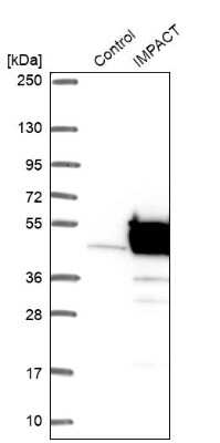 Western Blot: IMPACT Antibody [NBP1-86234]