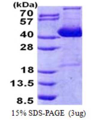 SDS-PAGE: Recombinant Human IMPACT His Protein [NBP2-23135]