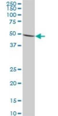 Western Blot: IMPDH1 Antibody (3G6) [H00003614-M01]