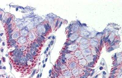 Immunohistochemistry-Paraffin: IMPDH1 Antibody [NBP1-52933]