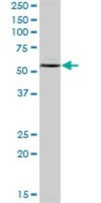 Western Blot: IMPDH1 Antibody [H00003614-B01P]