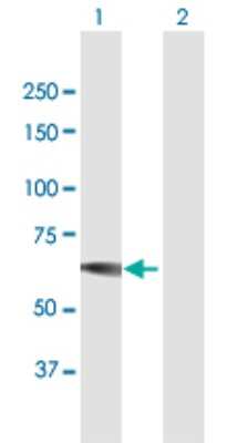 Western Blot: IMPDH1 Antibody [H00003614-B01P]