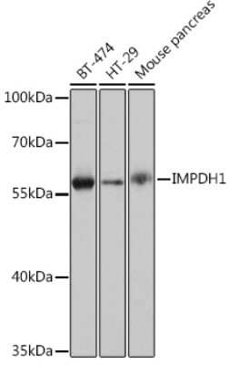 Western Blot: IMPDH1 AntibodyBSA Free [NBP3-15495]