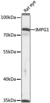 Western Blot: IMPG1 AntibodyAzide and BSA Free [NBP3-04853]