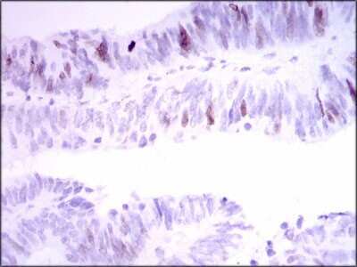 Immunohistochemistry-Paraffin: INCENP Antibody (3D2) - BSA Free [NBP2-37471]