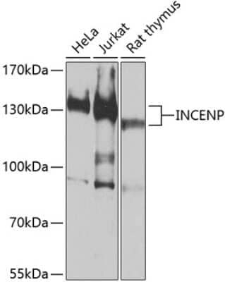 Western Blot: INCENP AntibodyBSA Free [NBP3-05157]