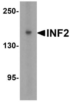 Western Blot: INF2 AntibodyBSA Free [NBP2-81836]