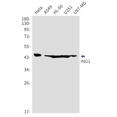 Western Blot: ING1 Antibody (S03-6B7) [NBP3-19880]