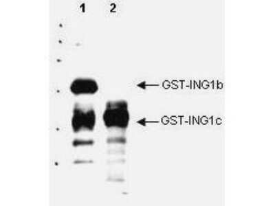 Western Blot: ING1 Antibody [NB600-908]