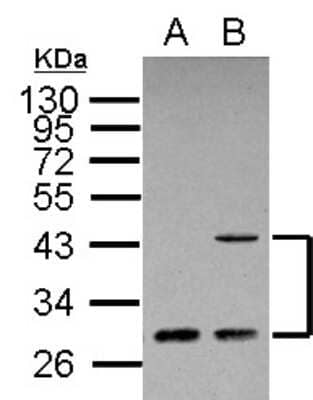 Western Blot: ING1 Antibody [NBP1-31006]