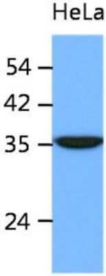 Western Blot: ING2 Antibody (AT39E5)BSA Free [NBP2-61159]