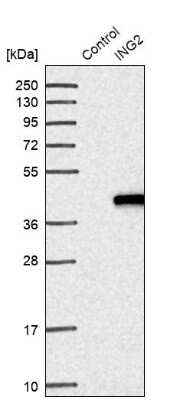 Western Blot: ING2 Antibody [NBP3-05515]