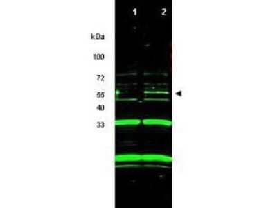 Western Blot: ING3 Antibody [NBP1-78100]