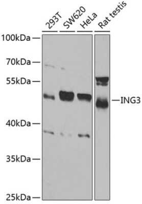 Western Blot: ING3 AntibodyBSA Free [NBP3-04816]