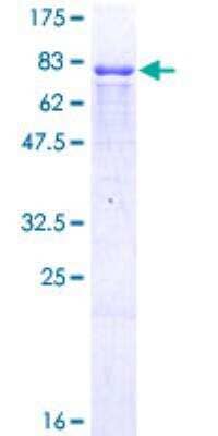 SDS-PAGE: Recombinant Human ING3 GST (N-Term) Protein [H00054556-P02]