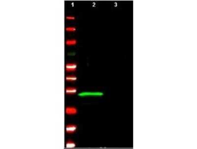 Western Blot: ING4 Antibody [NB100-1682]