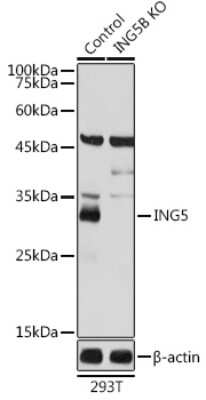 Western Blot: ING5 AntibodyBSA Free [NBP3-04538]