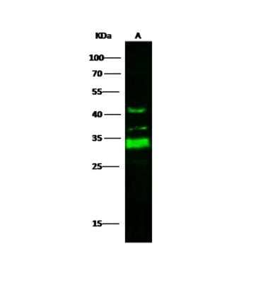 Western Blot: ING5 Antibody [NBP3-06217]