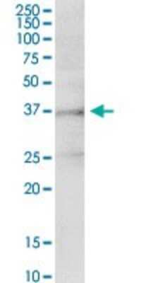 Immunoprecipitation: INHBE Antibody [H00083729-D01P]