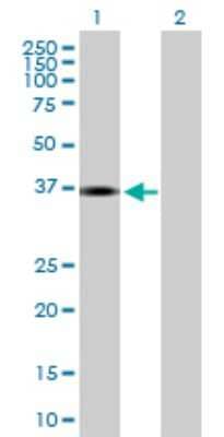 Western Blot: INHBE Antibody [H00083729-B01P]