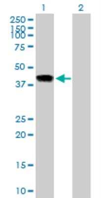 Western Blot: INHBE Antibody [H00083729-B02P]