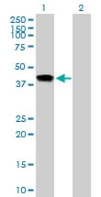 Western Blot: INHBE Antibody [H00083729-B02P]