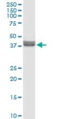 Western Blot: INHBE Antibody [H00083729-D01P]