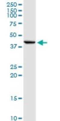 Western Blot: INHBE Antibody [H00083729-D01P]